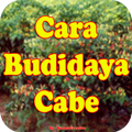 Cara menanam cabe dalam polybag