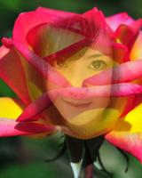 Beautiful Rose Flower Frame poster