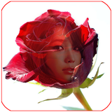 red rose frame transparent-icoon