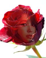 red rose frame transparent 스크린샷 1