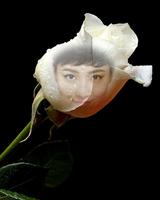 White Rose Photo Frame Affiche