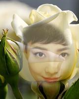 White Rose Photo Frame imagem de tela 1