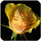 yellow rose flower frame icône