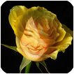 ”yellow rose flower frame