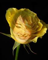 yellow rose flower frame 스크린샷 1