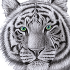 Tiger Wallpaper-icoon