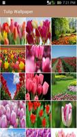 Tulip Wallpaper पोस्टर