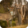 Deer Wallpaper