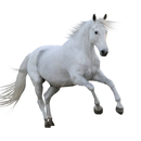 Horse Wallpaper APK