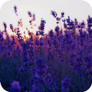 Lavender Flower Wallpapers APK