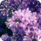 Lilac Wallpapers icon