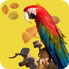 Icona Parrot Wallpaper