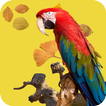 Parrot Wallpaper