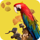 Parrot Wallpaper-icoon