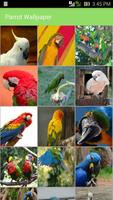 Parrot Wallpaper Affiche