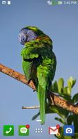 Parrot Wallpaper اسکرین شاٹ 2