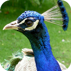 Peacock Wallpaper आइकन