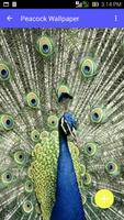 Peacock Wallpaper Ekran Görüntüsü 1