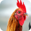 Rooster Wallpapers APK