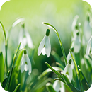 Snow Drops Flowers Wallpapers APK