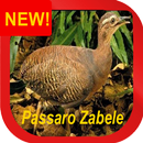 Canto Zabele Pássaros Nativos APK