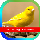 Kicau Kenari & Video APK