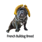 French bulldog Breed アイコン