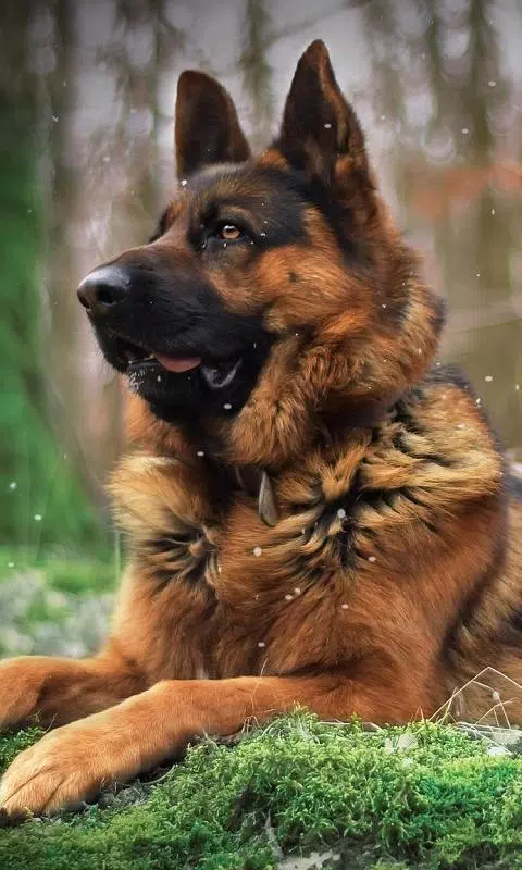 German Shepherd Dog Breed Themes Wallpapers APK for Android Download
