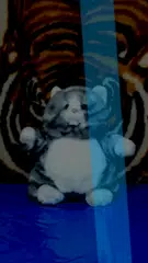 Battle Kitty Cat APK download