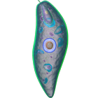 Euglena 3D icône