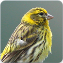European Serin Song : European Serin Singing APK