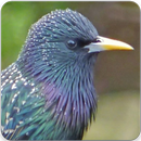 Common Starling Call : European Starling Song APK