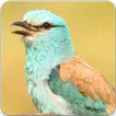 European Roller Sound : European Roller Song