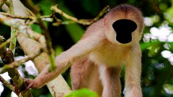 Monkey Photo Editor imagem de tela 3