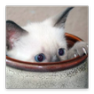 Trouver Le Chat 3