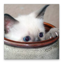 Finde die Katze 3 APK