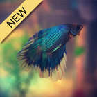 Betta Fish Wallpaper icono