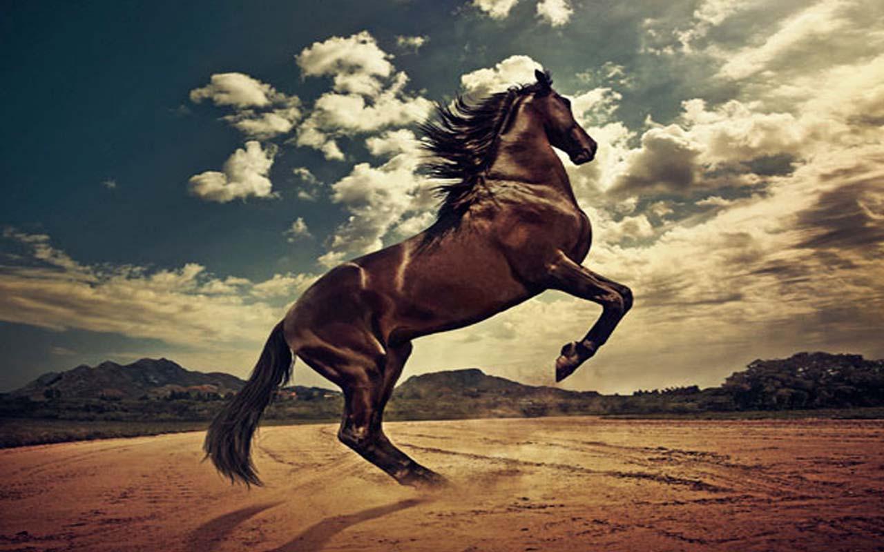 real horse 3D for Android - APK Download