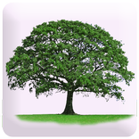 Know Yourself Personality Plus