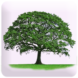 Know Yourself Personality Plus أيقونة
