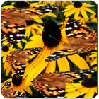 Butterfly Live Wallpaper LWP icône