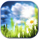 Daises APK