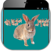 Rabbit on your Screen Prank