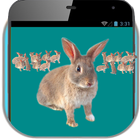 Bunny Rabbit Prank icône