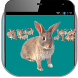 Bunny Rabbit Prank icon