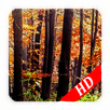 Alone in the Forest Wallpeper APK