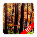Alone in the Forest Wallpeper APK