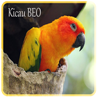 Kicau Beo Offline icono