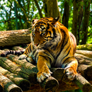 HD Animals Wallpapers 2018 aplikacja