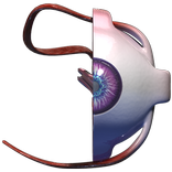 VR Human Eye
